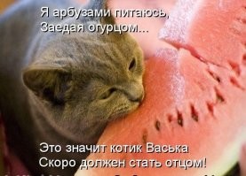 30 смешных моментов, когда мохнатые воришки попались на краже еды