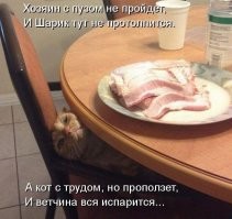 30 смешных моментов, когда мохнатые воришки попались на краже еды