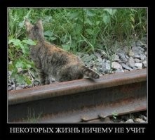 Волк без хвоста попал в объектив фотоловушки