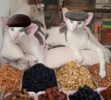 Ориентальная кошка: ребёнок в теле кота-пришельца