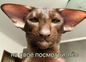 Ориентальная кошка: ребёнок в теле кота-пришельца