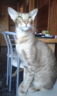 Ориентальная кошка: ребёнок в теле кота-пришельца