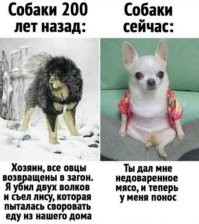 Реальный рацион волка в дикой природе