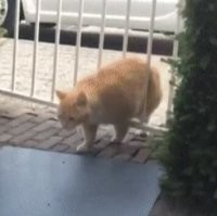 Мне кажется, кто-то слишком много ест!