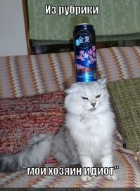 Так себе идея поливать водой кота, сидящего на печке и пьющего из сковородки на фоне включённой электрической панели.
Кот видимо и не такую тупость видал, ему не привыкать.