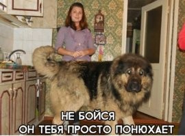 собаки бывают разные