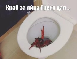 "Как хорошо, что мы не в Австралии": с кем соседствуют местные жители?