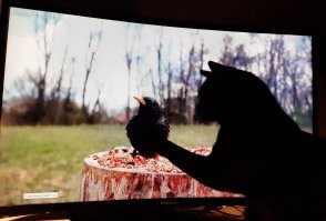 смотрим кино для котов: