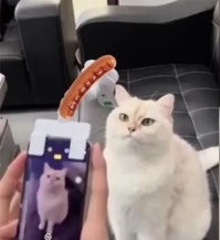 Кошачий магнит: новый гаджет превращает любого кота в фотомодель