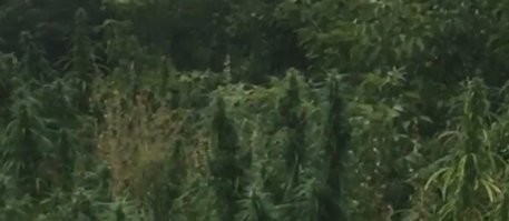 Какие интересные кусты