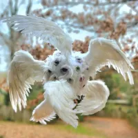 Вообще в Библии ангелы выглядят так)))