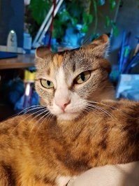 я ща тебе настройки до заводских сброшу!