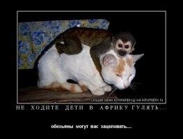 С какой  целью женщины в Зимбабве сколачиваются в банды и "крадут" одиноких мужчин на 3 ночи?