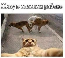 18 питомцев, у которых доброты хоть отбавляй