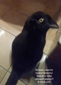 Оптическая иллюзия с чёрным котёнком