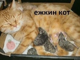 18 питомцев, у которых доброты хоть отбавляй