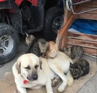 "Это не наши коты". 
Зато это их собака.