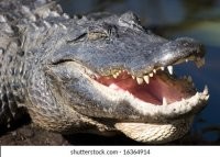 Сытый крокодил- довольный крокодил)