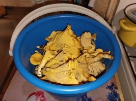 Сегодня с женой погуляли часик по белорусскому лесу.
Далеко не заходили, так как там лес - вокруг трёх сосен можно блуждать час.  Ходили в прямой видимости машины :).
Собирали только лисичек. Те грибы, в которых не уверены, естественно не брали. Хотя и колпачков было немало. Но фиг их знает, на поганки похожи они :).