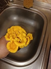 Сегодня с женой погуляли часик по белорусскому лесу.
Далеко не заходили, так как там лес - вокруг трёх сосен можно блуждать час.  Ходили в прямой видимости машины :).
Собирали только лисичек. Те грибы, в которых не уверены, естественно не брали. Хотя и колпачков было немало. Но фиг их знает, на поганки похожи они :).