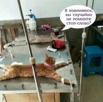 Особая клетка для злых и нервных котиков