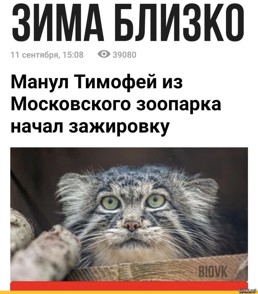 Пора начинать зажировку?