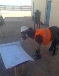 "Превратили наш уголок в гетто": после жестокого избиения мигрантом 12-летней школьницы жители Сергиевого Посада устроили сход