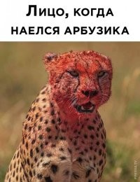 Опять заставляете выкладывать.