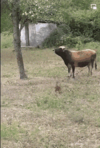 Идёт заяц по лесу, вдруг видит, что корова на дерево лезет. 
- Привет, корова, что это ты делаешь? 
- Да вот, яблочек хочу... 
- Так это же берёза! 
- Да у меня с собой.