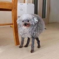 кто сказал поводок?