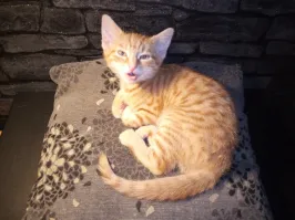 В 2021 году вот такая мяукающая мелочь была привезена к нам домой. За три года получился хышник