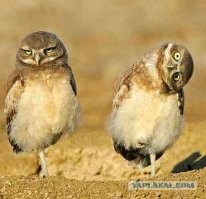 Не ищите здесь смысл. Здесь в основном маразм