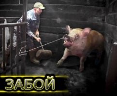 Что есть мобилизация нерабов в ВСУ на самом деле.