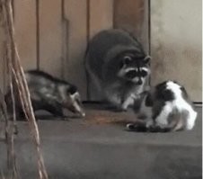 Почти как в анекдоте - собрались как-то русский, еврей и ..., так и тут, собрались как-то опоссум, енот и кот.