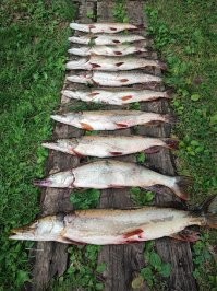 вчера съездил на рыбалку, за 4 часа вообще никого не видел, кроме жадных щук..