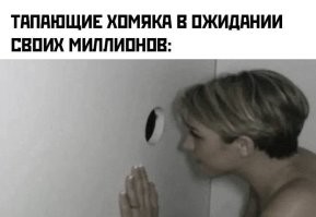 Кот-интеллектуал научился пользоваться планшетом ради любимой игры