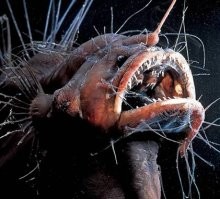 Не далеко от правды между прочим...