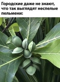 Баянистый воскресный юморок