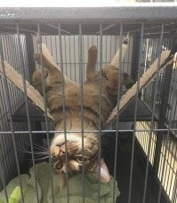 18 питомцев, которые попали в неординарную ситуацию