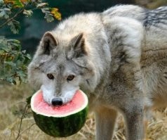 худеть от слова худо, а нам хищникам вкусненько