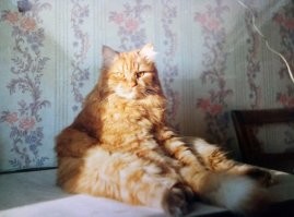 Мой сибиряк.