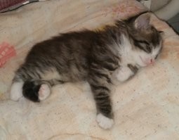 Таким подобрали в подъезде