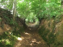 У нас такая же тропинка есть в Анденнах - Бельгийские Арденны , мы туда по грибы ездим , это у нас подберезовое место а рядом с ним в 5 км белое место .