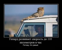 Самое быстрое млекопитающее на Земле