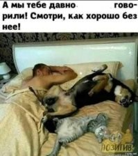 16 примеров вопиющей наглости, когда животные беспардонно вытесняли людей с их спальных мест