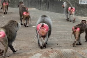 Добрейшей вы души человек! Вместо ужасов  мрачных застенков предлагаете пороть по субботам! Вот мы щас пащитаим... Сока там впаяли? Ну округлим... Два года общего, по максимуму. Мдэ... Рассмотрим ваше предложение: годик принудработ, причём самых грязных (при старом режиме их называли каторжными), и пороть по субботам. В году 52 субботы, как водится. Это получается в месяц четыре раза с лихером им будут с большим энтузиазмом и оттяжкой массировать филейные места под бурные аплодисменты зрителей, подбадривание и требования повторить на "бис". Ну ладно, мы не звери, шомпола, кнуты и плётки-семихвостки из репертуара исключаем. Пущай будут исконные розги. Да даже просто поясной ремень! У этих юношей через год таких регулярных процедур седалище превратится если не в фарш, то в то, что на картинке. Воистину, милосердие ваше весьма специфично! Но, как бы это странно не звучало, я солидарен с вашим педагогическим рецептом!