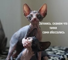 Пусть котики сами думают о своих отношениях