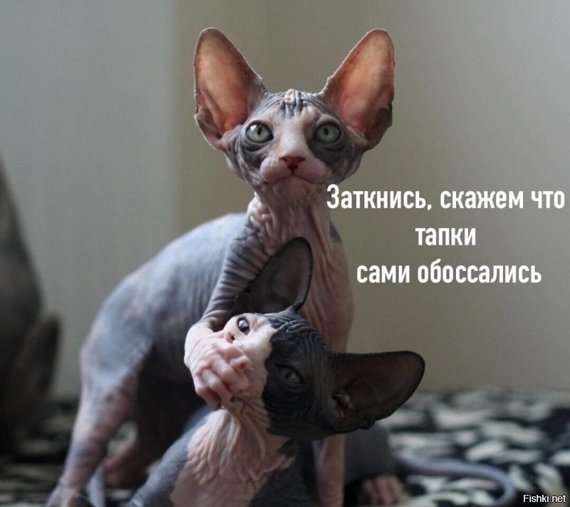 Пусть котики сами думают о своих отношениях