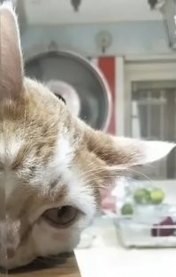 Ну и что здесь жуткого и пугающего? Может кот в зеркале?