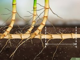 На "срезе бамбука" кажется, что у него маленький корень для его размера. Чтобы не думали - на картинке практически нет корня. Вот корень.